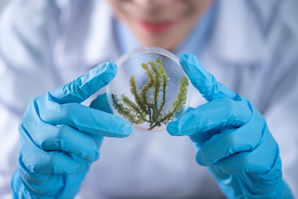 scientist studying a petri dish